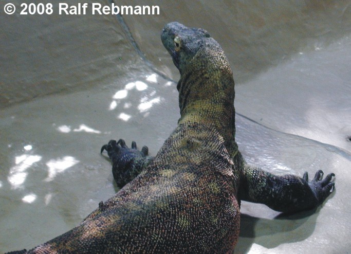 Varanus komodoensis Bild05